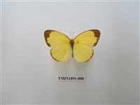 藏品(亮色黃蝶)的圖片